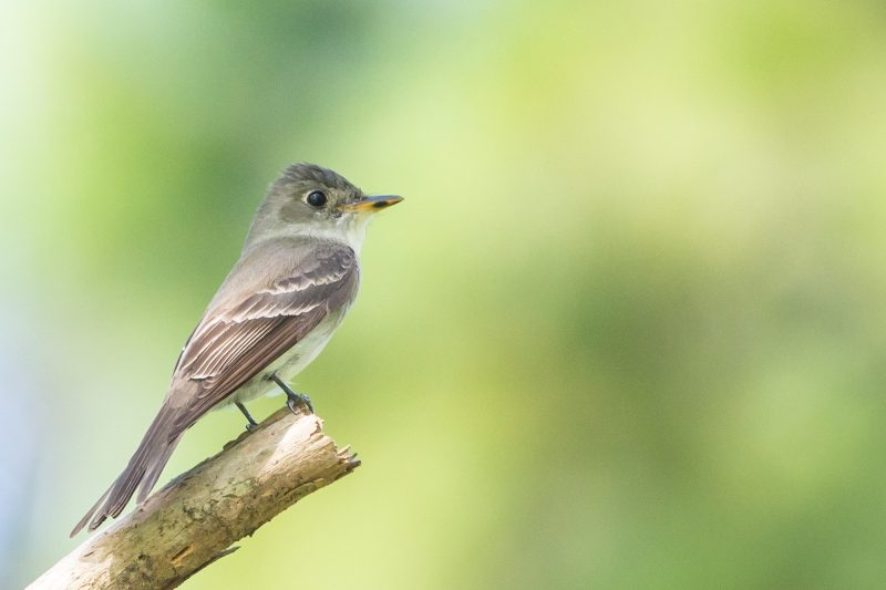 Tyrant Flycatchers: Insect Hunters with Aerial Precision