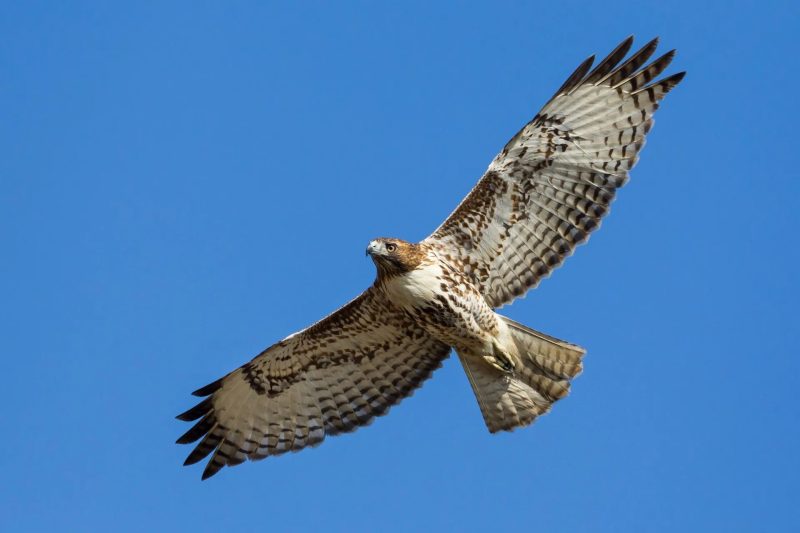 20 Hawks of North America and What’s on Their Menu