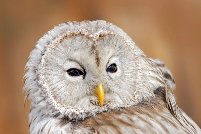 ural-owl-768x512-2