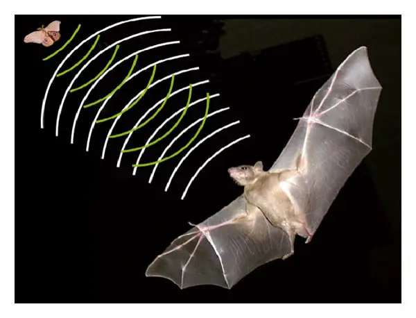 How Vampire Bats Locate Prey