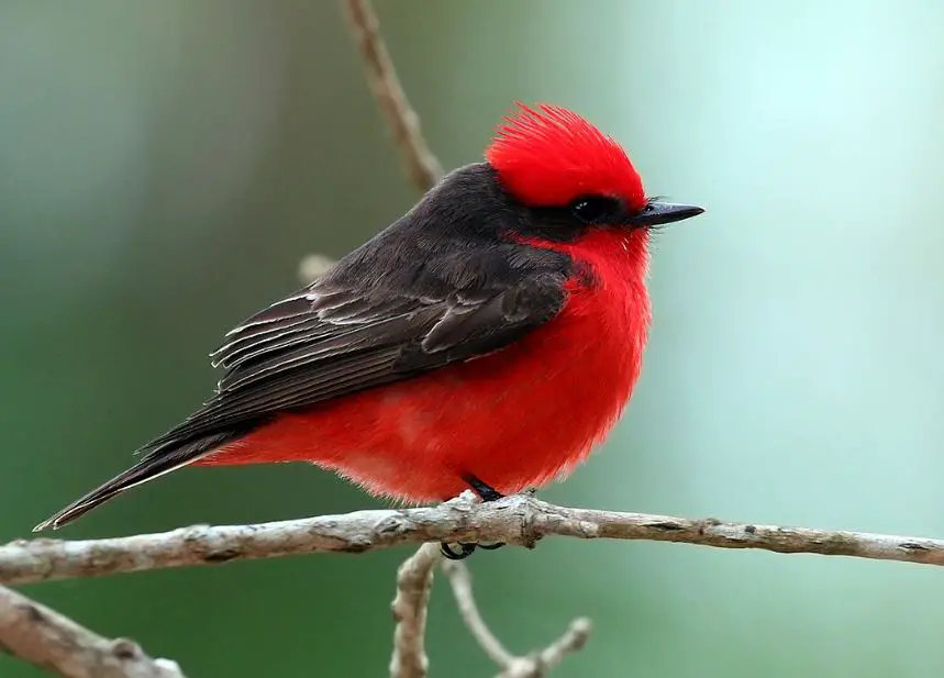 vermilion-flycatcher Blackbirds in Arizona