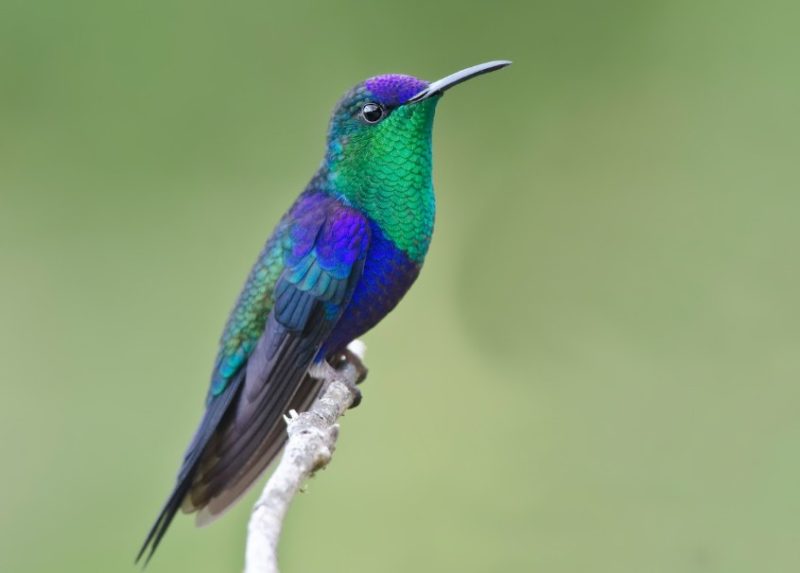 violet-crowned-woodnymph-800x573-1 Hummingbirds in Texas