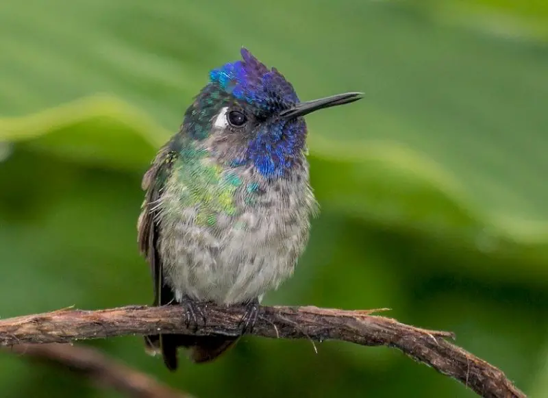 violet-headed-hummingbird-800x581-1 Hummingbirds in Texas