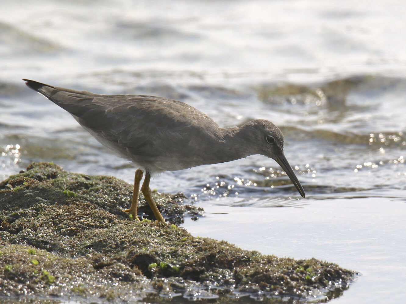 Wandering Tattler