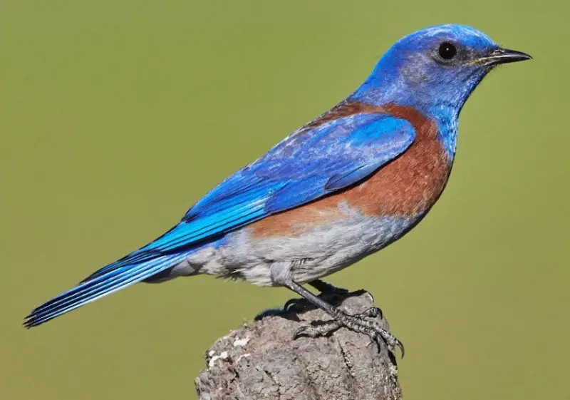 western-bluebird-800x561-1 Blue Birds in Indiana