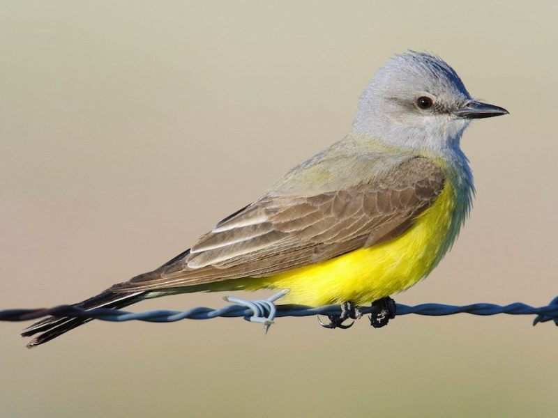 western-kingbird-tyrannus-verticalis-800x600-1-1 bird with yellow belly in Texas