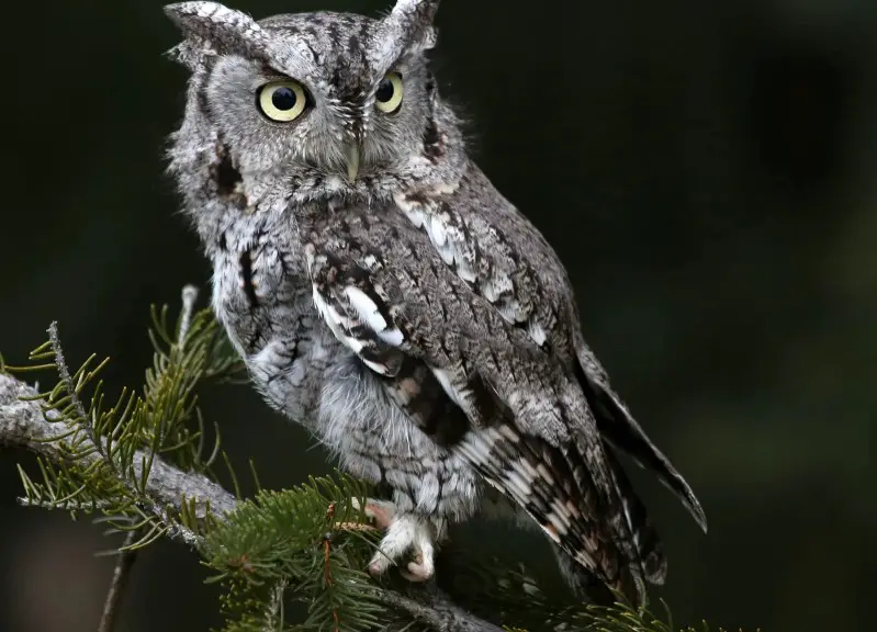 western-screech-owl Birds of Prey in Texas
