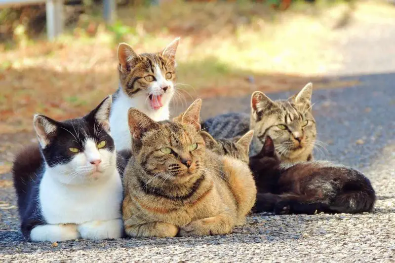 What is a Group of Cats Called