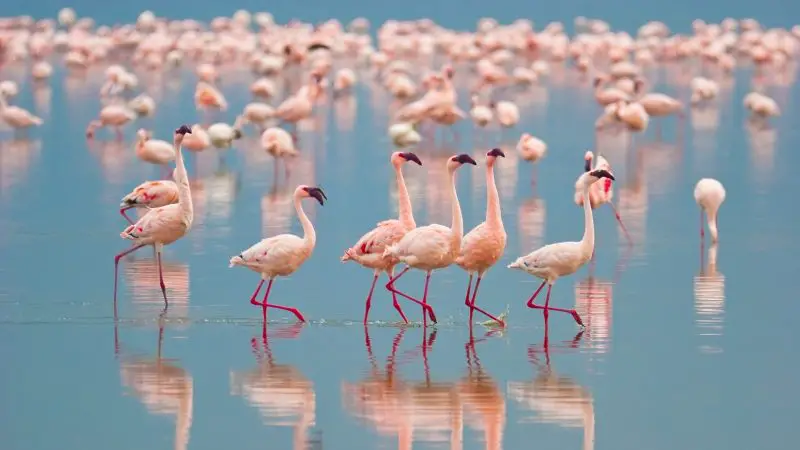 What Is a Group of Flamingos Called