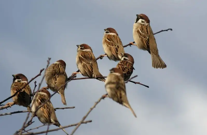 what-is-a-group-of-sparrows-called-1 What is a Group of Sparrows Called