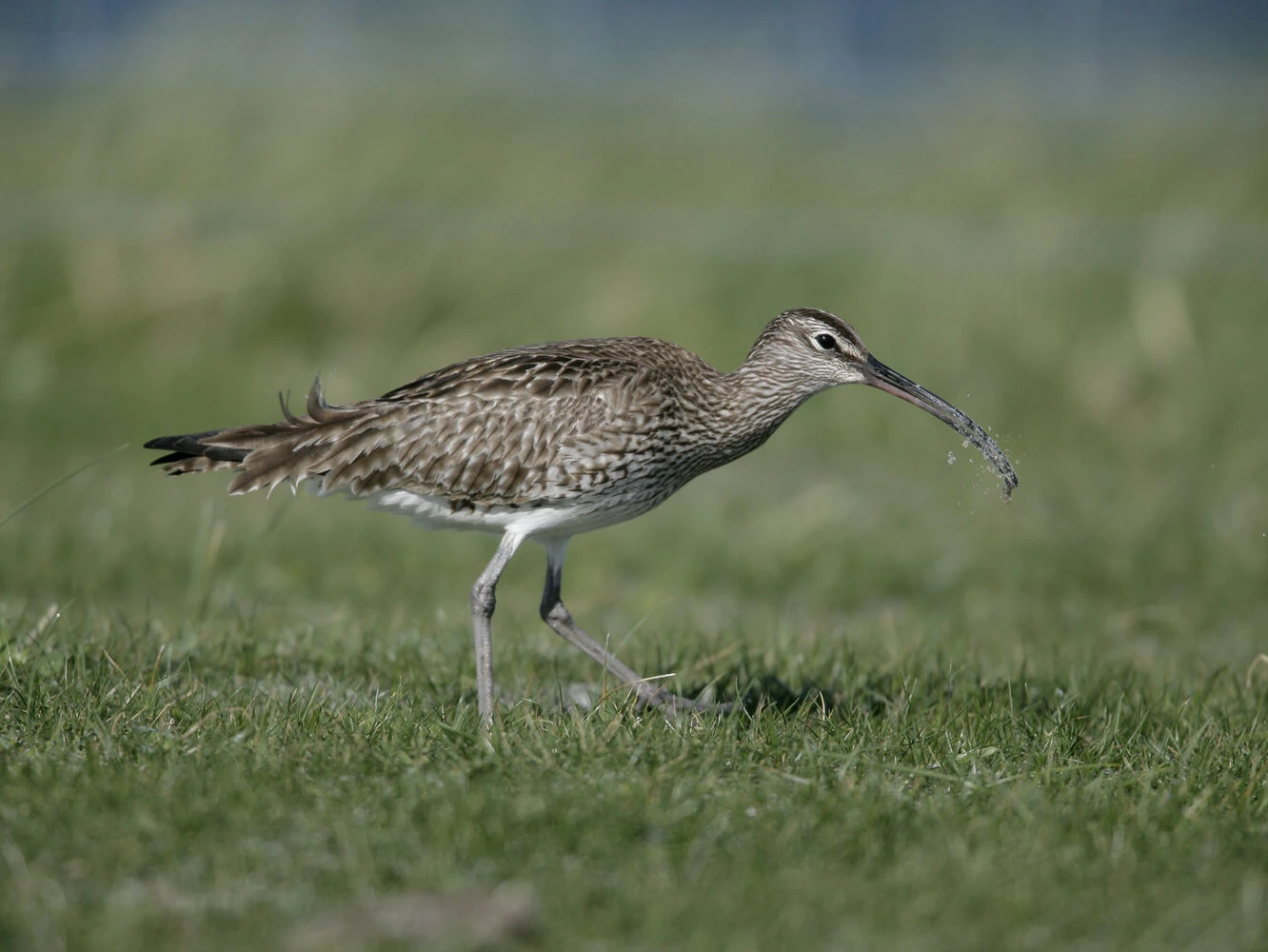 whimbrel-edited-1 Whimbrel, Numenius phaeopus
