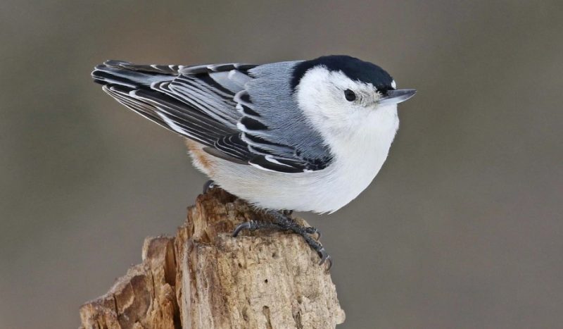 Common Birds in Oklahoma