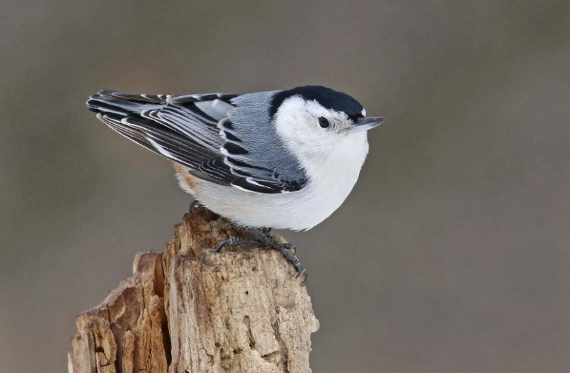 white-breasted-nuthatch-800x524-1-2 Common Birds in Indiana
