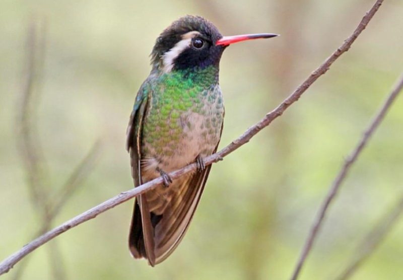 white-eared-hummingbird-800x556-1 Hummingbirds in Texas