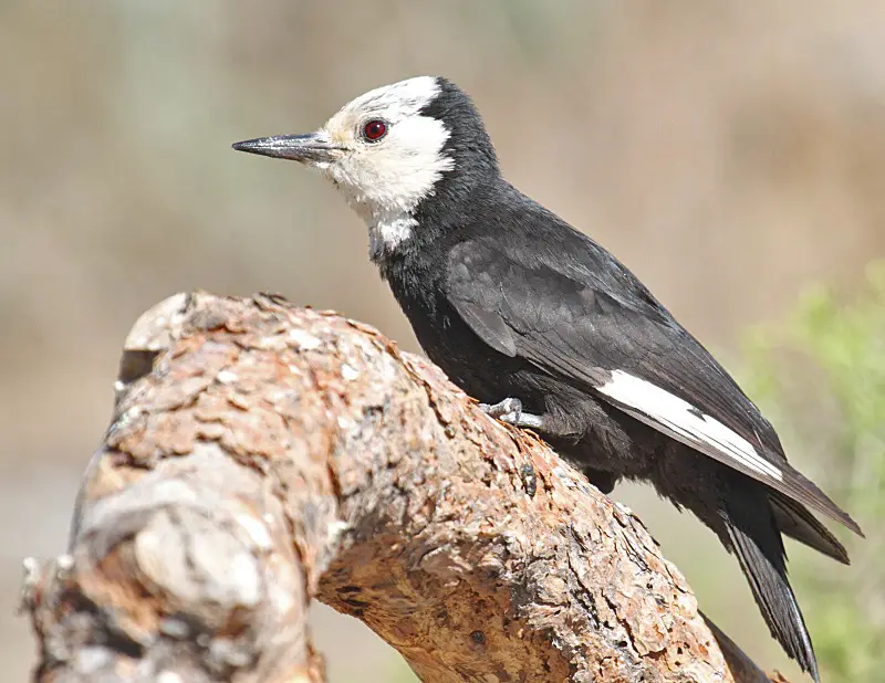 8 Most Striking Woodpeckers in California