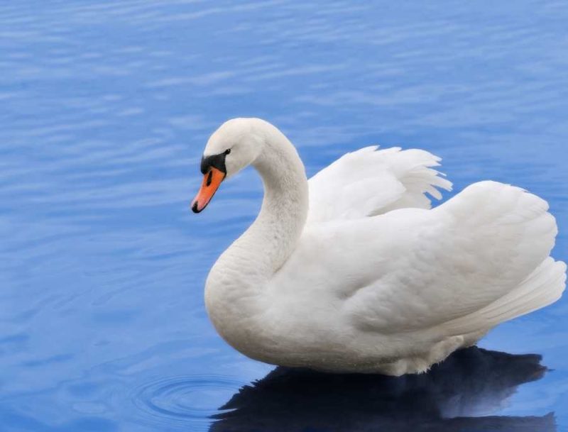 20 Facts About White Swan