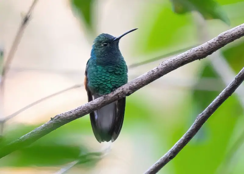 white-tailed-hummingbird-800x573-1 Hummingbirds in Texas