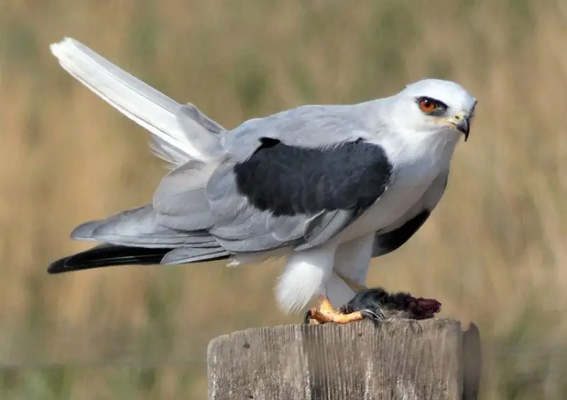 white-tailed-kite-800x564-2 Birds of Prey in Texas