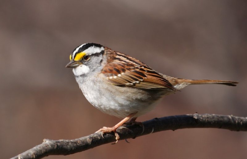 white-throated-sparrow-800x515-1-3 Common Birds in Indiana