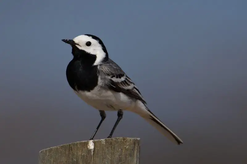 Top 10 Accidental Birds Ever Spotted in Alabama
