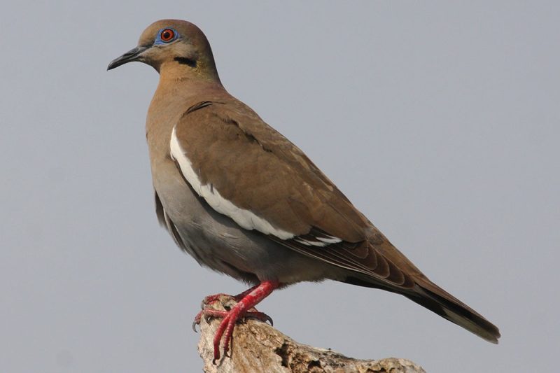 Doves in Indiana