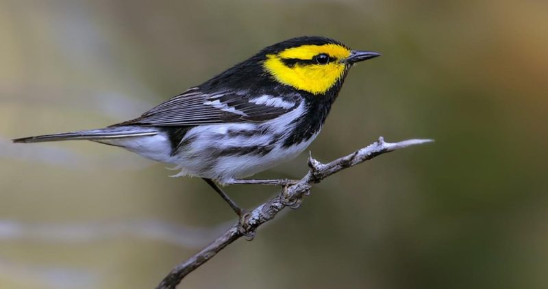 why-does-the-golden-cheeked-warbler-only-live-in-texas-800x423-1 Birds with Yellow Bellies in Texas