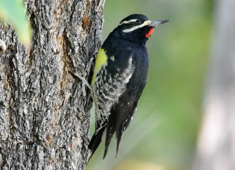Woodpeckers in Utah