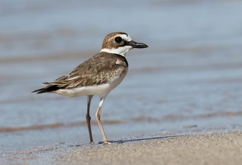 wilsons-plover-charadrius-wilsonia-e28094-accidental-800x547-1 7 Types of Plovers in Michigan