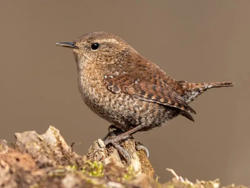 Wrens in Illinois