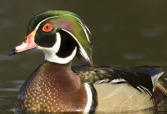 wood-duck-2-1 wood duck