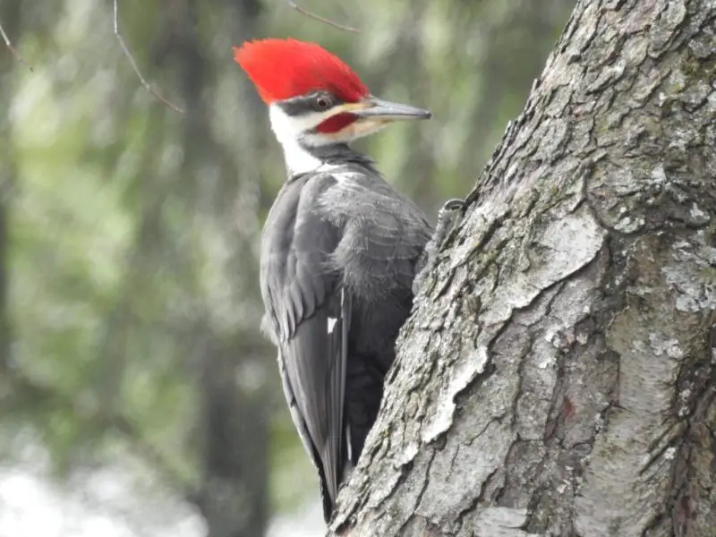 woodpeckers-in-ohio-800x600-2 Woodpeckers in Ohio