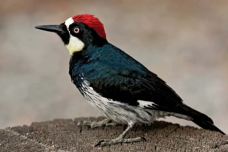 12 Fascinating Characteristics of Woodpeckers