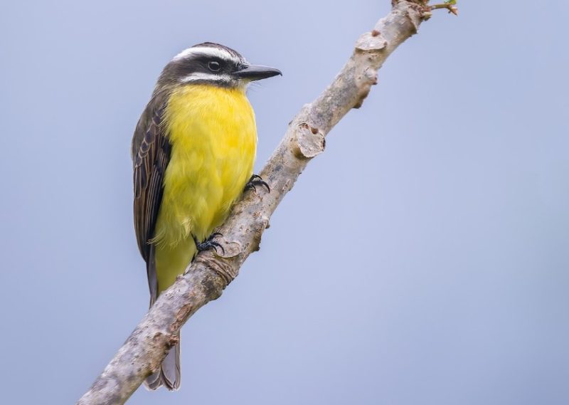 yellow-bellied-flycatcher-800x569-1 Birds with Yellow Bellies in Texas