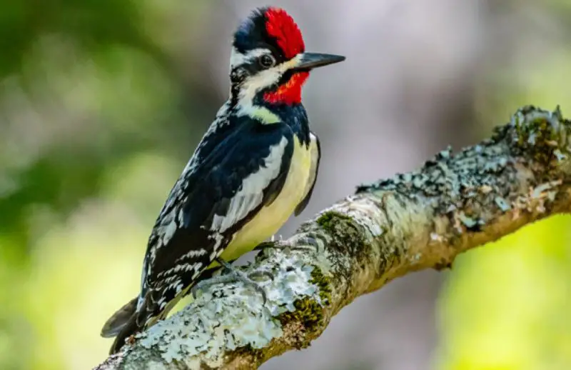 Woodpeckers in Vermont