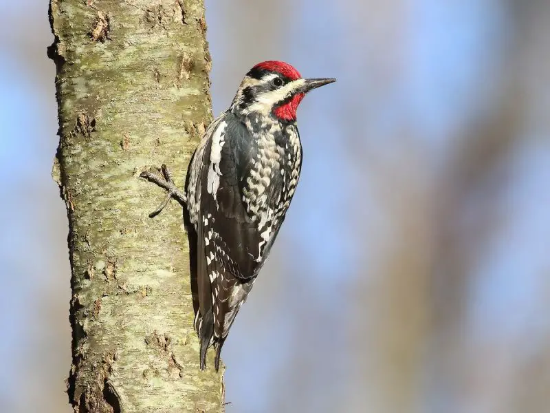 yellow-bellied-sapsucker-sphyrapicus-varius-800x600-1 9 Woodpecker Species in Alabama