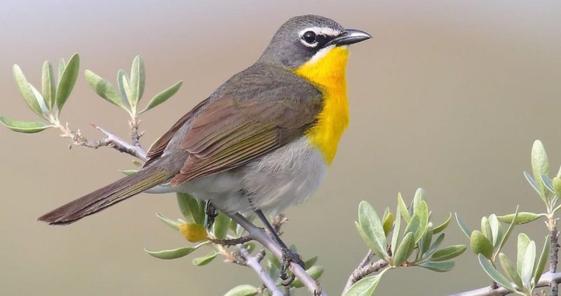Why It’s Called the Yellow-breasted Chat? And 10 Foods This Songbird Loves