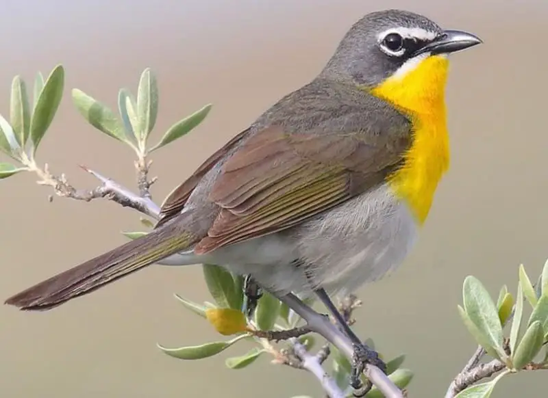 yellow-breasted-chat-800x582-1 bird with yellow belly in Texas