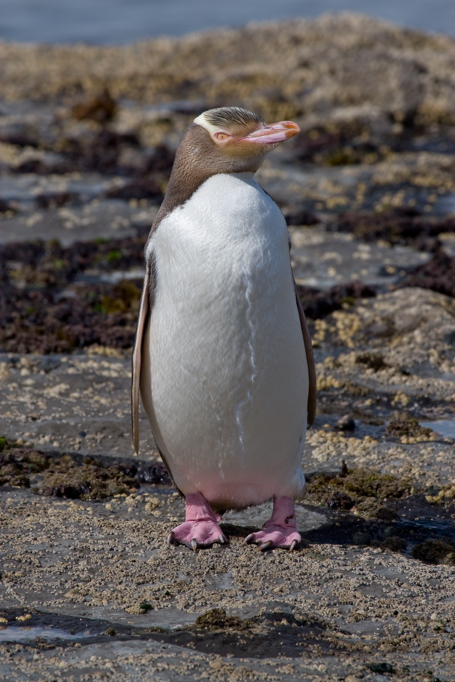 yellow-eyed_penguin_mc 18 Species of Penguins in the World