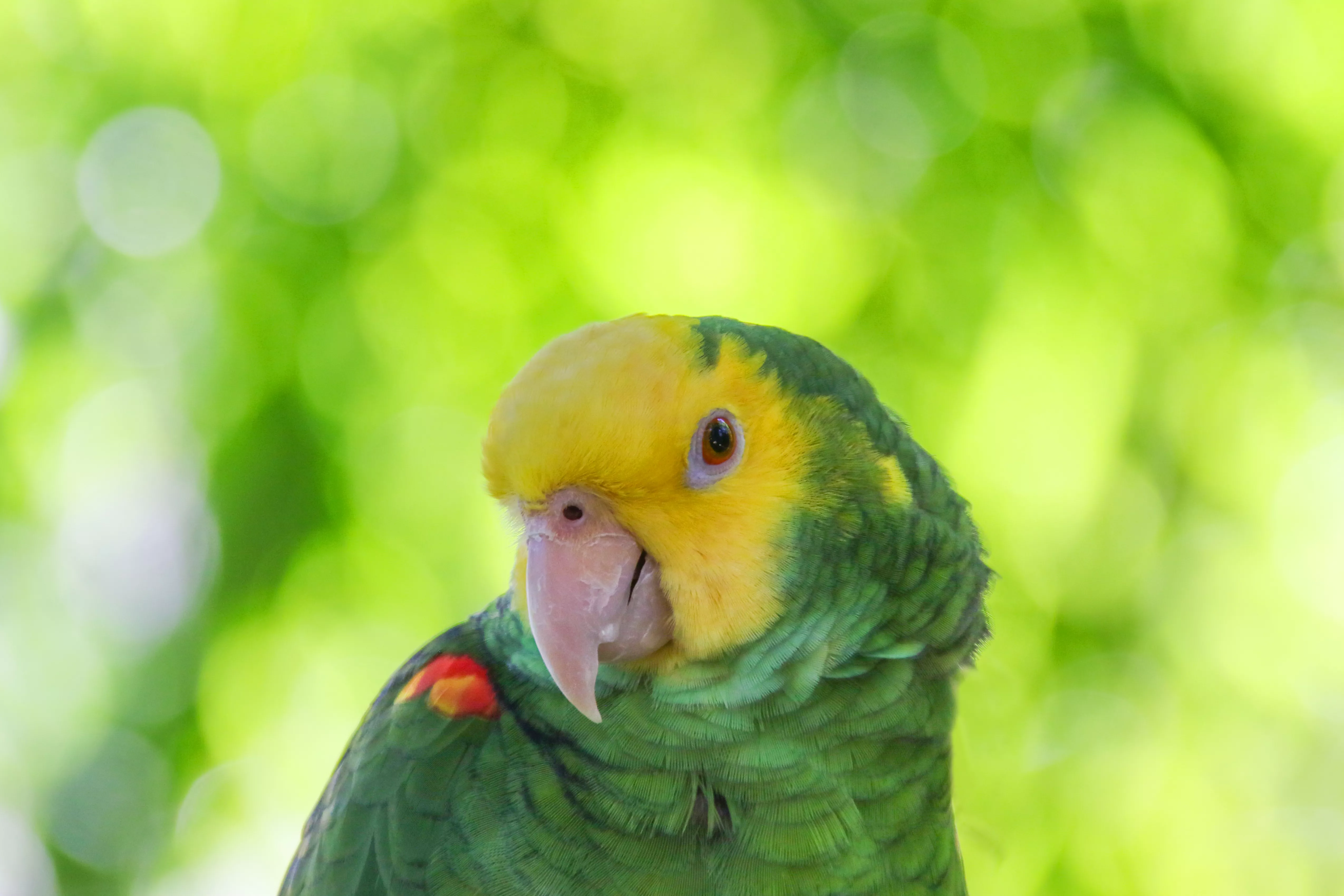 Yellow-Headed Amazon parrot