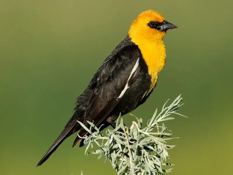 yellow-headed-blackbird-800x600-1-1 Birds with Yellow Bellies in Texas