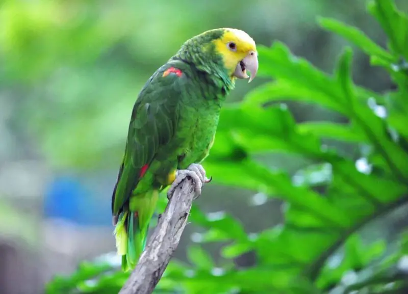 yellow-headed-parrot-800x577-1 Green Birds in Florida