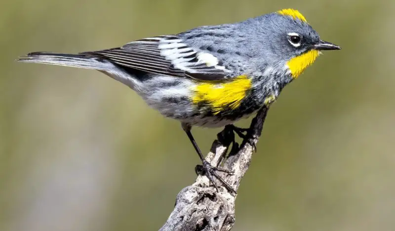 Common Birds in Iowa