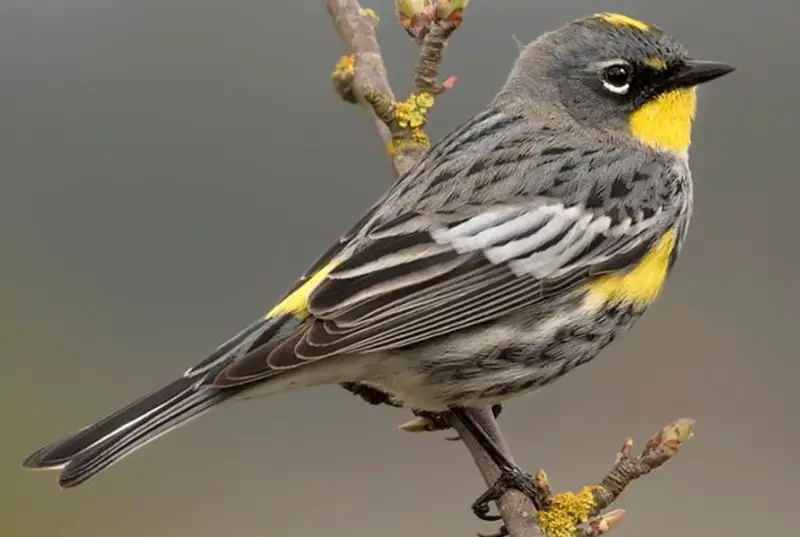 yellow-rumped-warbler-800x537-1-2 Backyard Birds in South Carolina