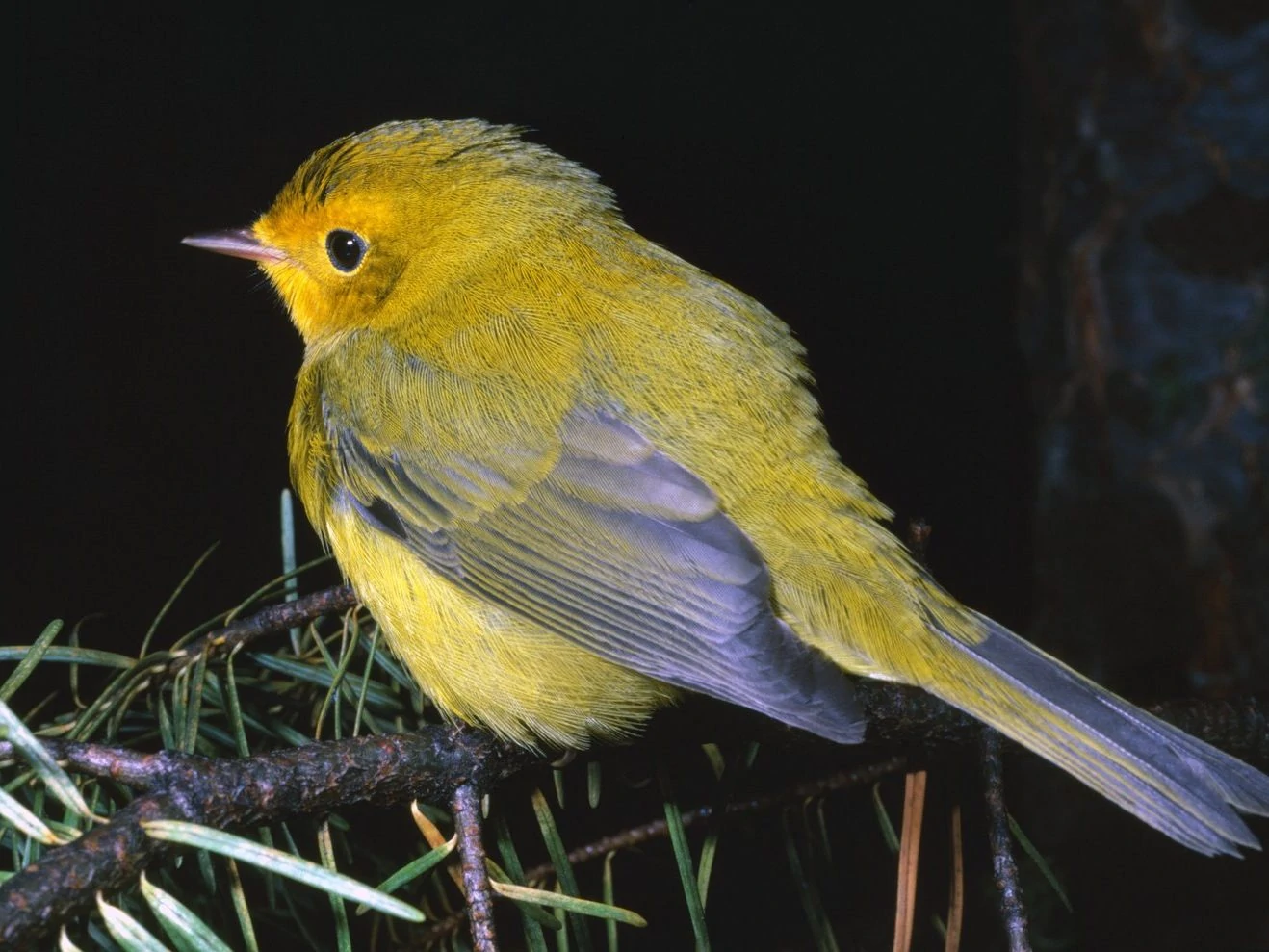 yellow-warbler-night-edited-1 Yellow Warbler night