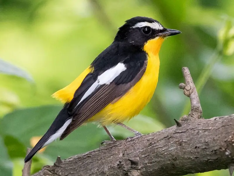 yellowish-flycatcher-vagrant Birds with Yellow Bellies in Texas