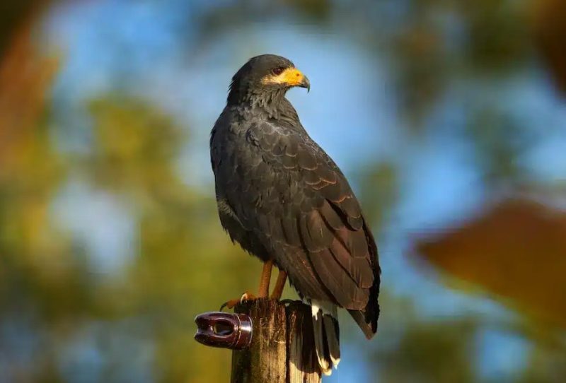 Hawks in Wyoming