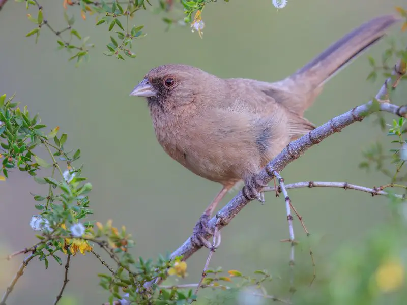 Common Birds of Arizona