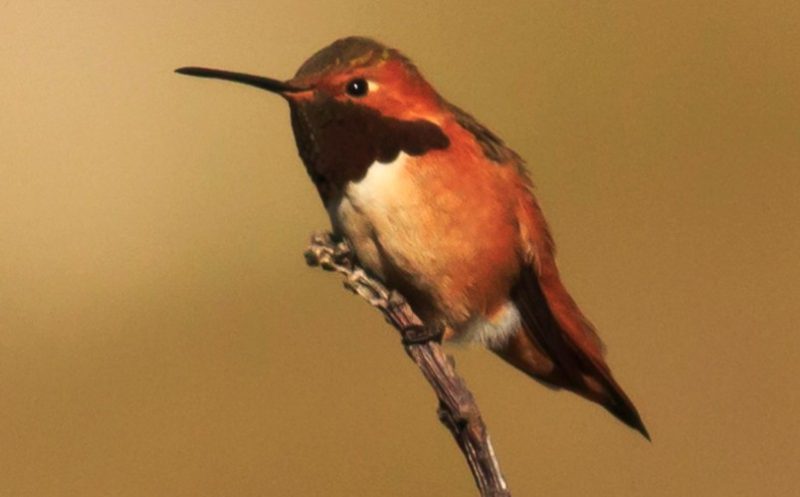 Hummingbirds in South Carolina