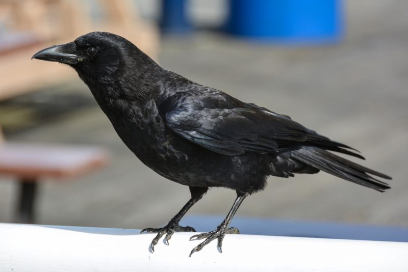Common Birds in New York