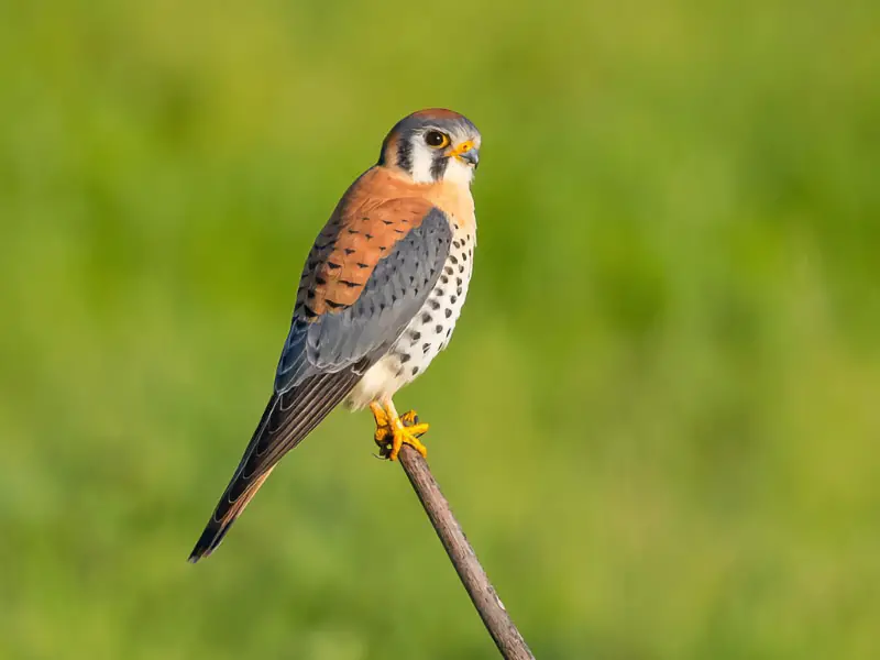 Birds of Prey in California